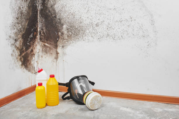 Mold Removal and Inspection in Memphis, MO