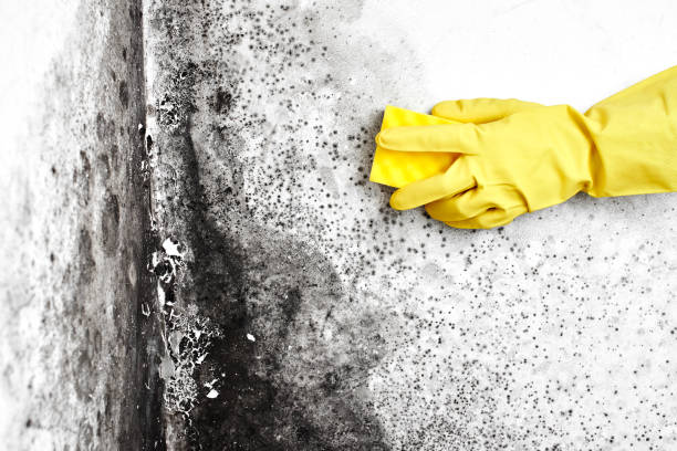 Best Mold Testing  in Memphis, MO