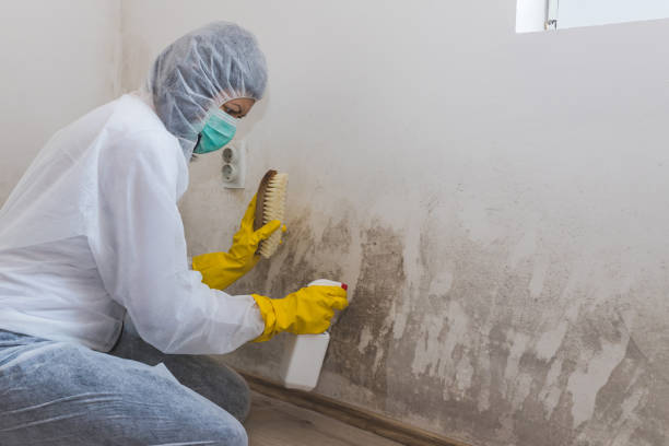 Best Black Mold Removal  in Memphis, MO