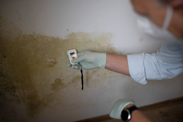 Best Local Mold Removal Service  in Memphis, MO