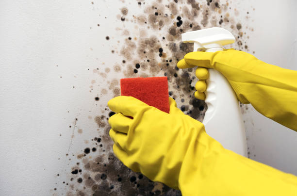 Best Certified Mold Removal  in Memphis, MO