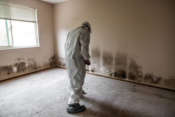 Best Mold Testing and Removal  in Memphis, MO