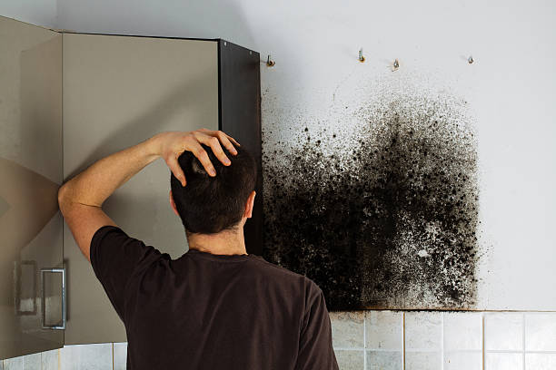 Best Fast Mold Removal  in Memphis, MO